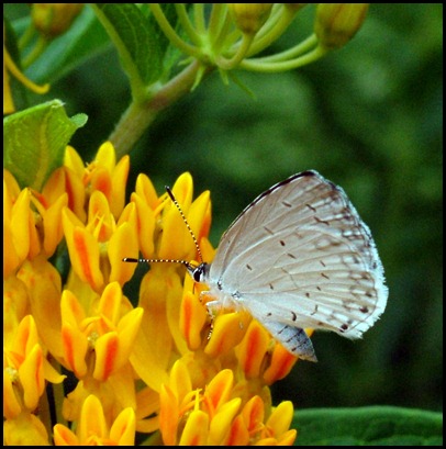 white-butterfly4-0610