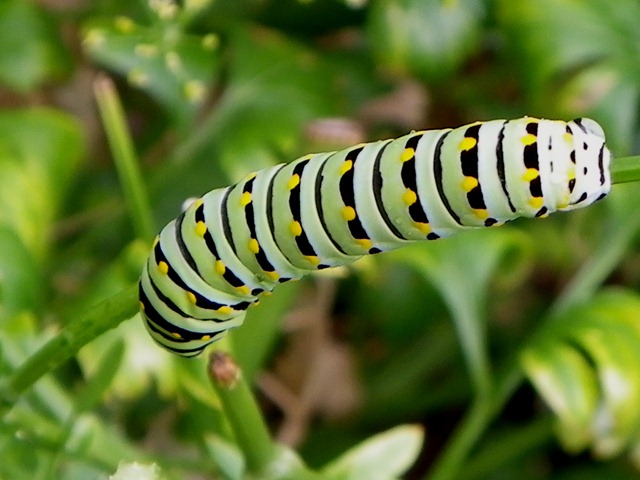 [swallowtail caterpillar (3).jpg]