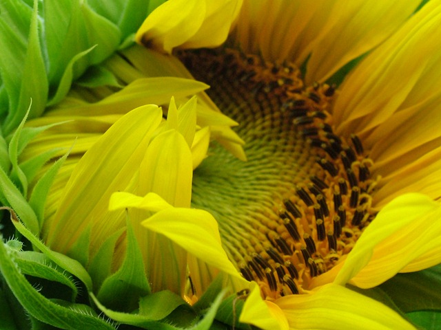 [sunflower half open0731 (2)[5].jpg]