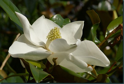 magnolia13 0607
