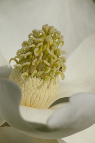 [magnolia706074.jpg]