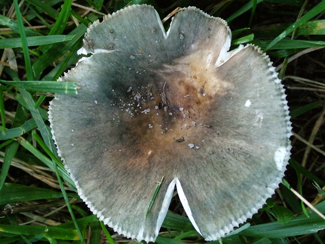 [mushroom gray (1)[5].jpg]