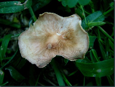 mushrooms (4)