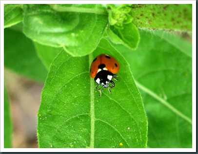 ladybug0510 (5)