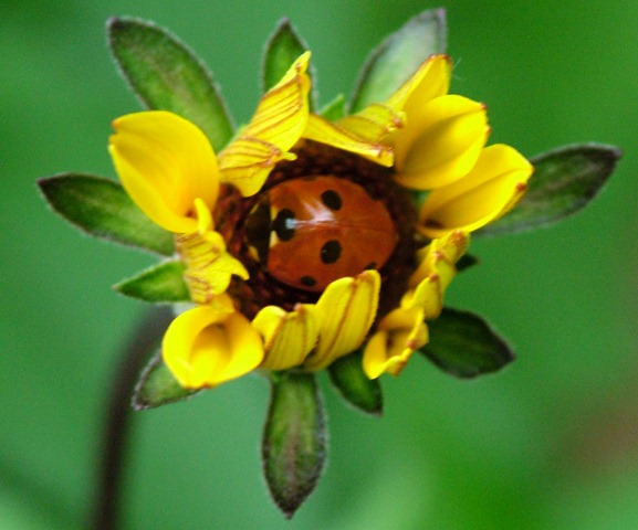 [ladybug in flwr0510 (1)[1].jpg]