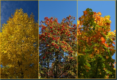 foliage collage