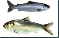 alewives fish