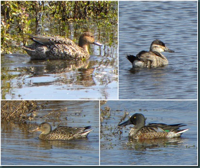 duck collage