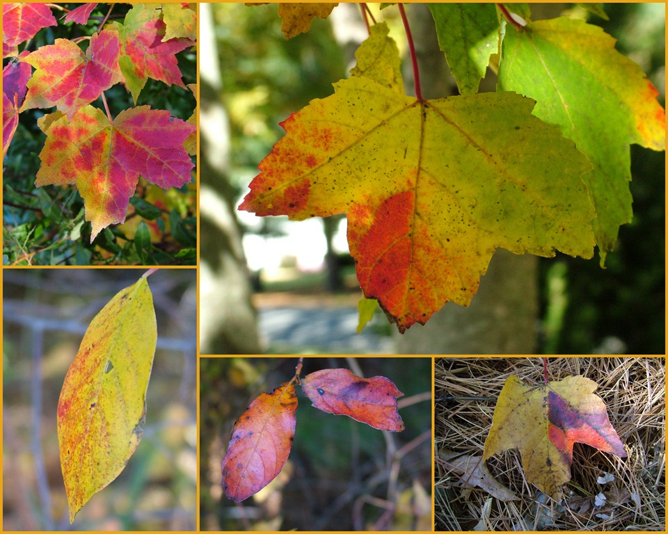 [leaf-colors-collage3.jpg]
