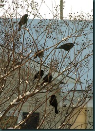 starlings treed1210 (1)