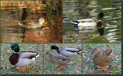 duck couple collage
