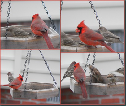 cardinal collage