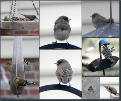 finches-juncos collage