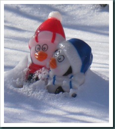 penguins in snow (3)
