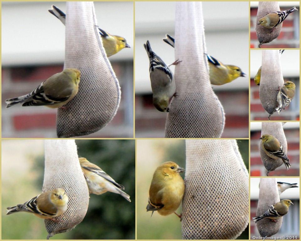 [goldfinch-collage01249.jpg]