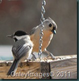 tufted titmouse021511 (1)