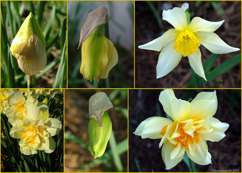 [daffodils collage032011[7].jpg]