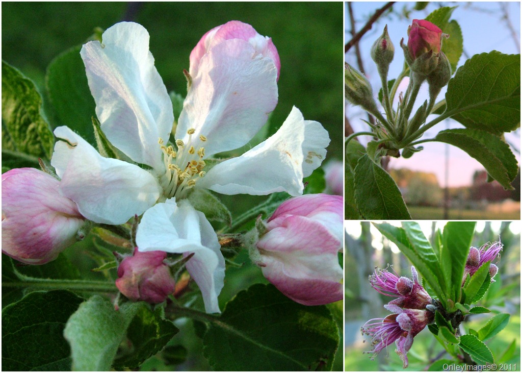 [apple blossoms collage0407[22].jpg]