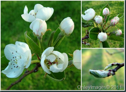 pear blossoms collage0407
