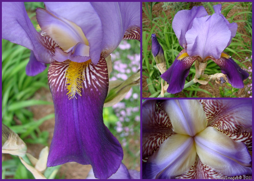 [purple-iris-collage050216.jpg]