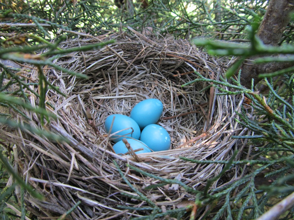 [robin eggs0509 (1)[15].jpg]