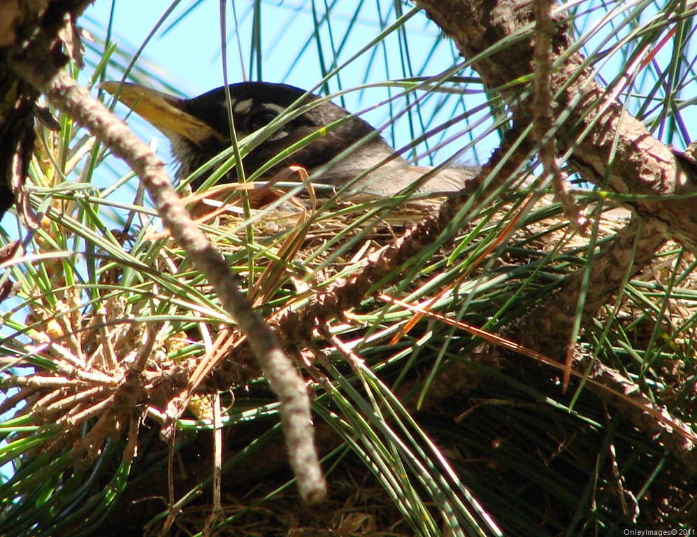 [robin nest in pine[2].jpg]