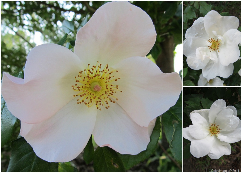 [white rose collage[7].jpg]
