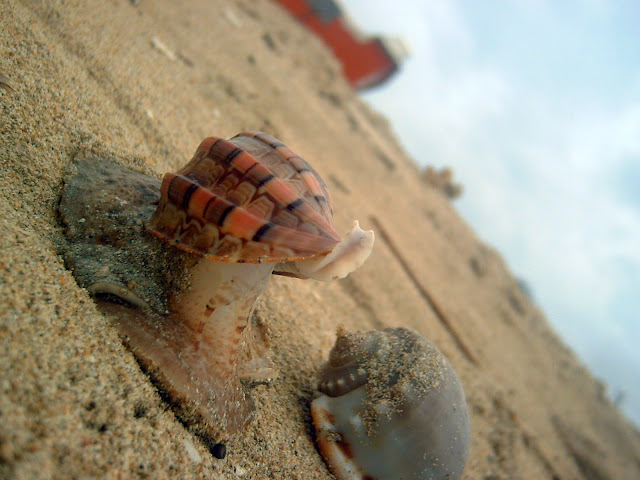 PICT0197.JPG