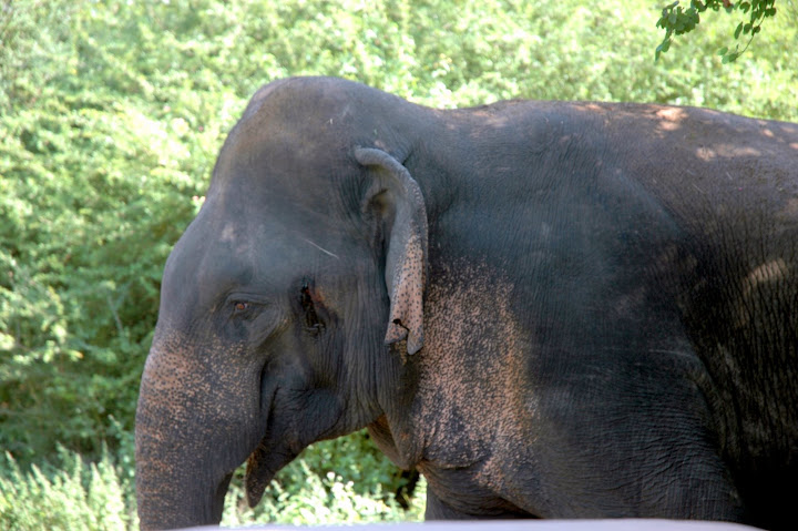 DSC_0382.JPG
