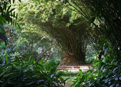 2360165-Bevis-Bawa-s--Brief--garden-0.jpg