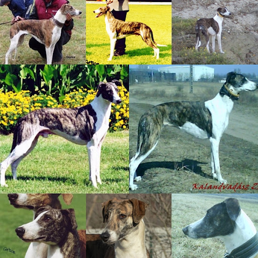 A%20Csal%C3%A1d%20%28Zs%C3%A1lya%20Szab%C3%A1s-Dorka%20%29.jpg