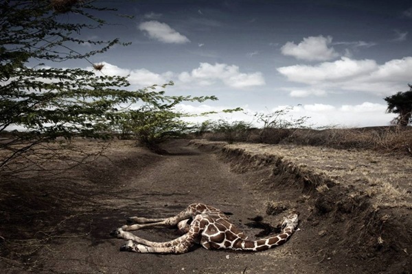 Best Photos From World Press Photo Contest 2009_15