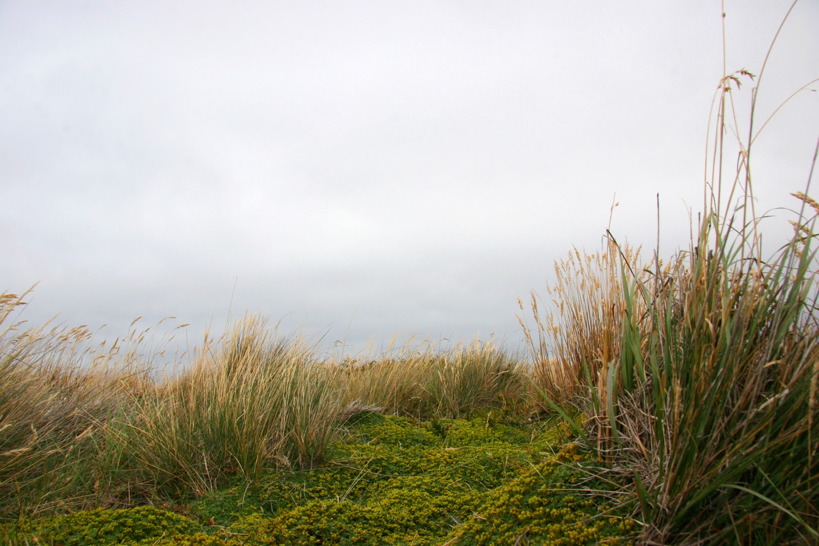 DelightfulNature_23.jpg