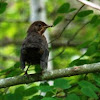 Song thrush (fledgling)