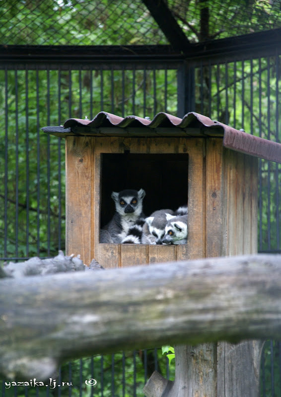 Новосибирский зоопарк. 