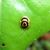 Target Beetle - Chinche