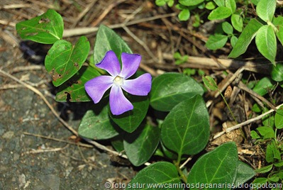 797 Bº del Laurel (Vinca) 797 Bº del Laurel (Vinca)