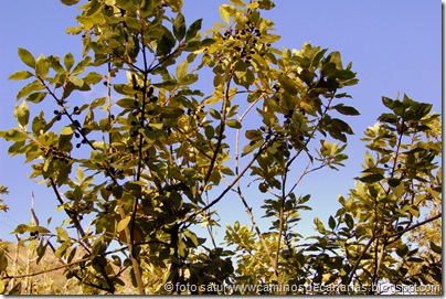 1766 Valleseco-Valsendero(Laurel) 1766 Valleseco-Valsendero(Laurel)