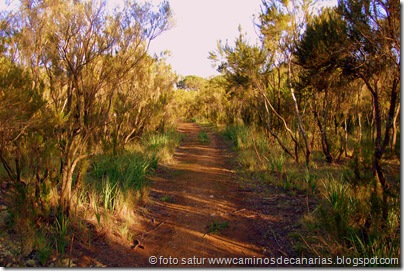 2013 Bosque Faya-Brezal 2013 Bosque Faya-Brezal