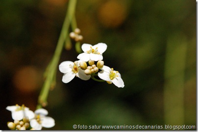 2571 Cascajales-Valsequillo(Colderrisco G.C.) 2571 Cascajales-Valsequillo(Colderrisco G.C.)