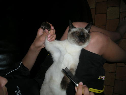 http://lh4.ggpht.com/_Af2NJS5Y8NA/S1I7HO0V2FI/AAAAAAAABvU/-aDq3WNPK8g/DSCN1943.jpg