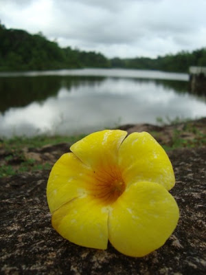 river%20beside%20flower.jpg