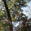 Pink Magnolia trees