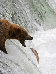 Bear and Fish - Fotolia_14912627_Subscription_L[1]