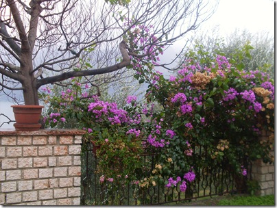 Il giardino di Villa Margherita a Limone