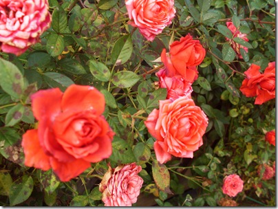 Un cespuglio di rose nel parco del Leon d'Oro