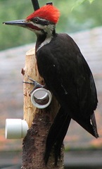 361px-Pileated-woodpecker-at-suet-log