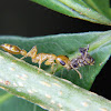 Formiga-de-fogo (Fire ant)
