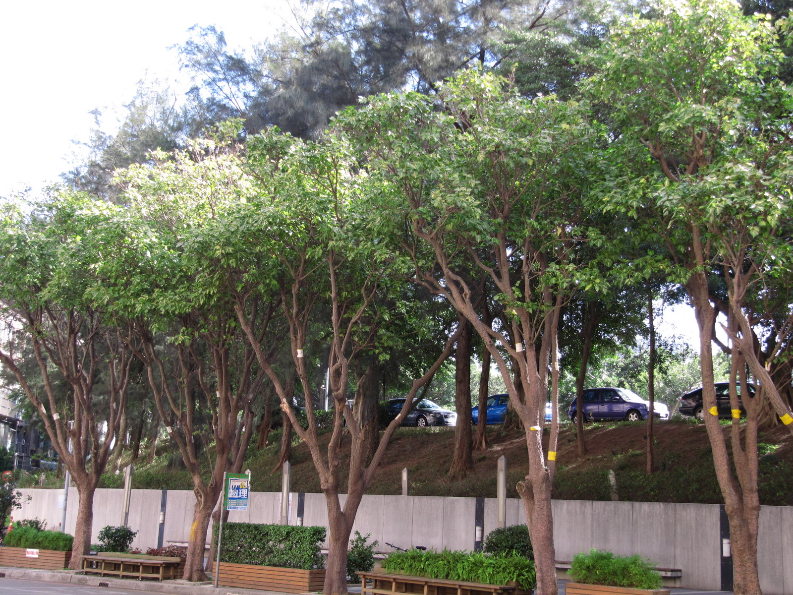 黃脈刺桐 Www 植物圖鑑 Tw