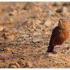 Rufous-tailed Lark